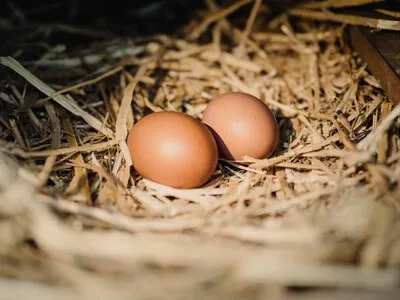 El dominicano promedio consume 320 huevos al año