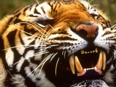 Un hombre muere atacado por un tigre tras saltar a su cercado en un zoo inglés