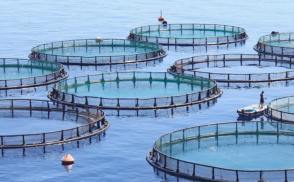 Hemos inventado el restaurante más absurdo del mundo: uno donde para dejar de pescar tantos peces pescamos peces para dar de comer a otros peces