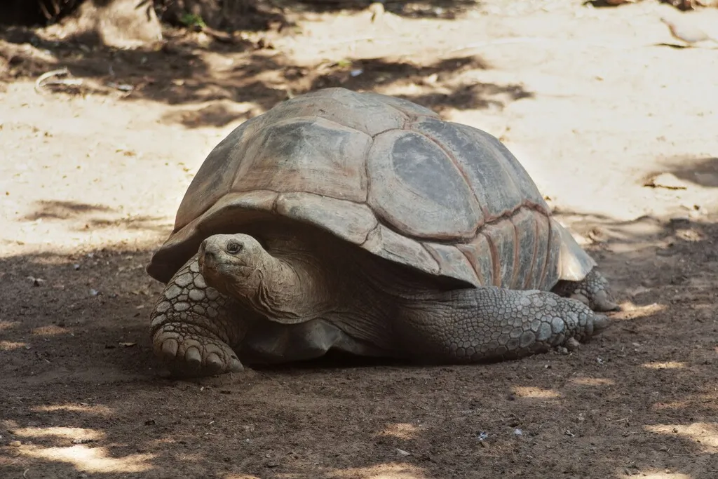 Jonathan es una tortuga, tiene 194 años y acabamos de descubrir por qué su ADN envejece tan lentamente