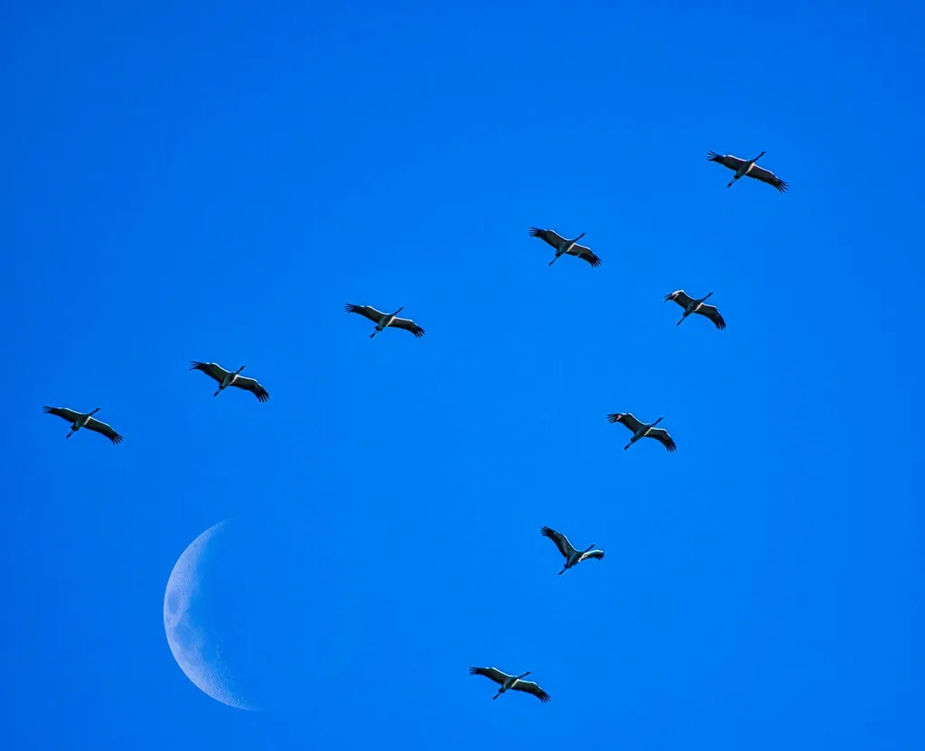 Hubo un tiempo en el que creímos que las aves migraban a la Luna, pero luego una flecha lanzada en África cayó en Alemania