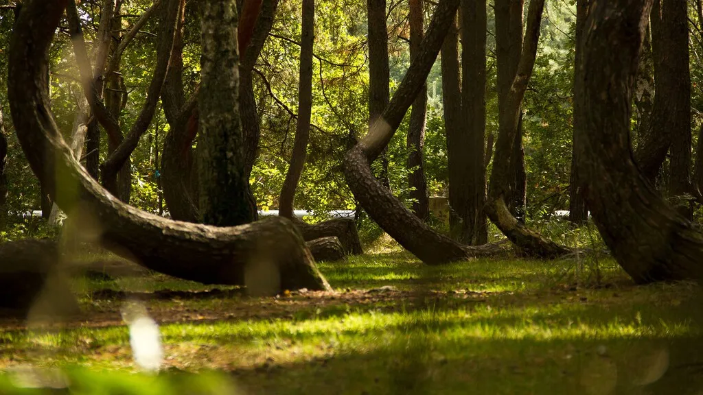 En 1930, alguien plantó un bosque en Alemania. Un siglo después, sus árboles guardan un secreto que sobrevivió a Hitler: una coreografía insólita al salir del suelo