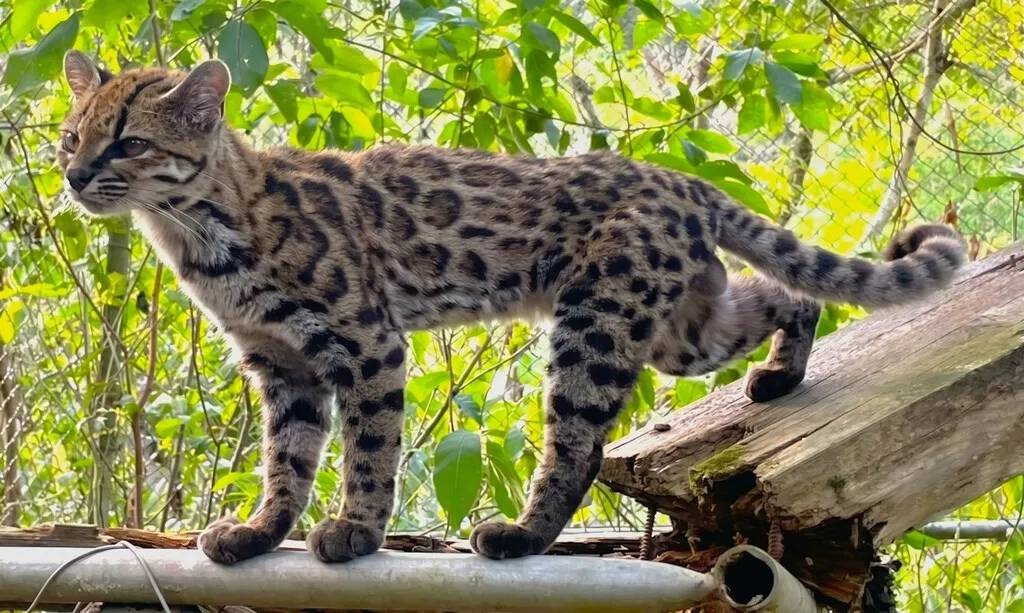 Por primera vez en más de 100 años, acabamos de descubrir una nueva especie de gato