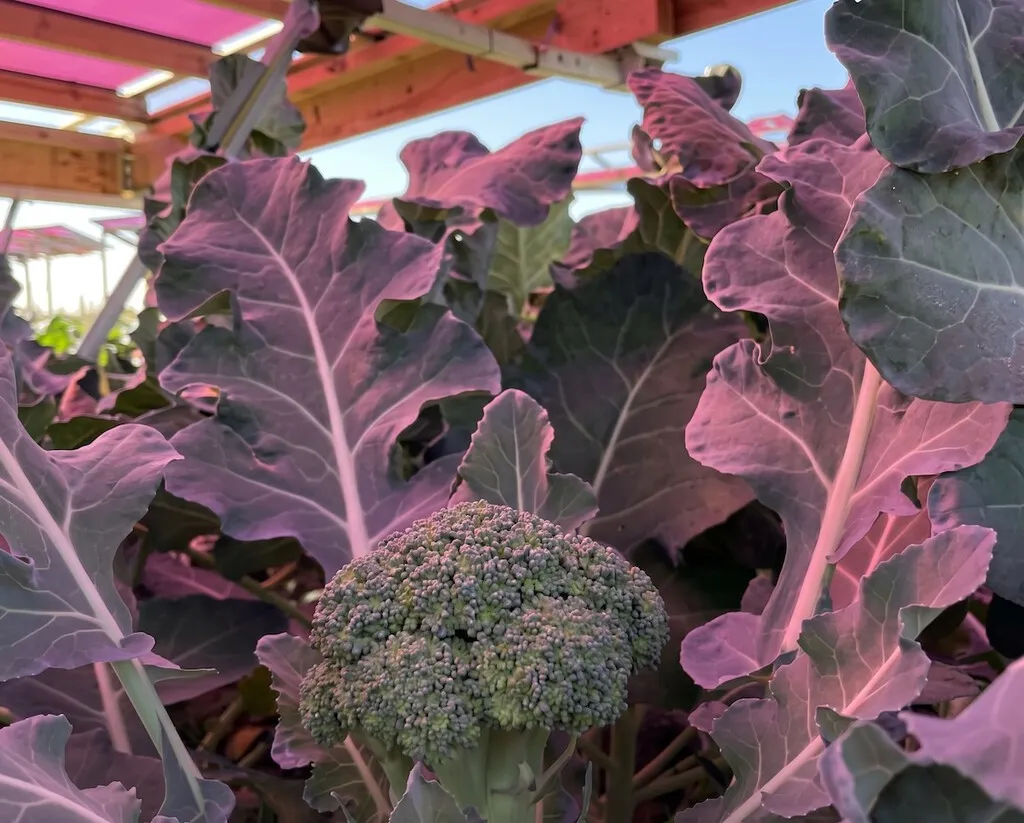 Para que la energía solar no le quite el suelo a la agricultura, Suecia está probando paneles rosas sobre el brócoli
