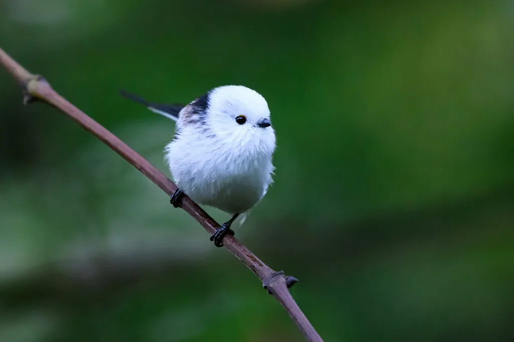 Esta pequeña ave es el shima enaga: el "hada de la nieve" japonesa que esconde una vida social fascinante