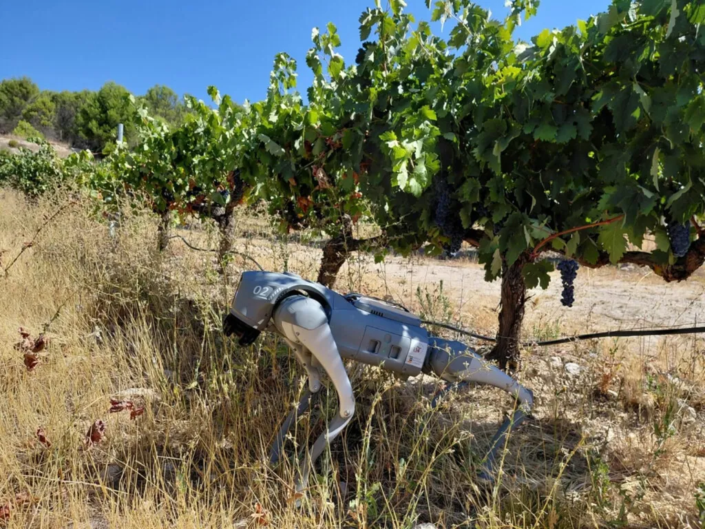 Un perro-robot guiado por IA ya está patrullando los viñedos de Extremadura