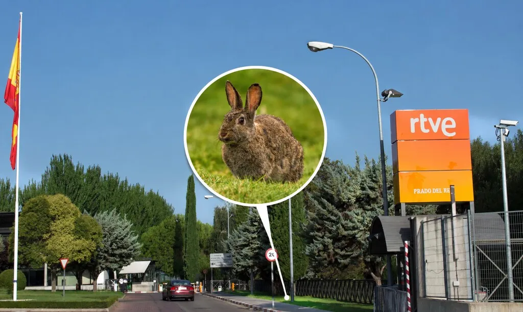 RTVE paga 7.260 euros por capturar los conejos silvestres de un recinto de 27 hectáreas en Majadahonda