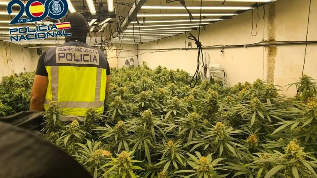 Absueltos dos vascos de un delito de tráfico de drogas porque la Subdelegación del Gobierno pesó la marihuana con tallos y hojas
