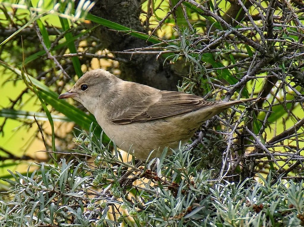 Un pájaro diminuto revoluciona Mieres: la aparición de una curruca gavilana, vista solo 14 veces en España, desata una peregrinación ornitológica
