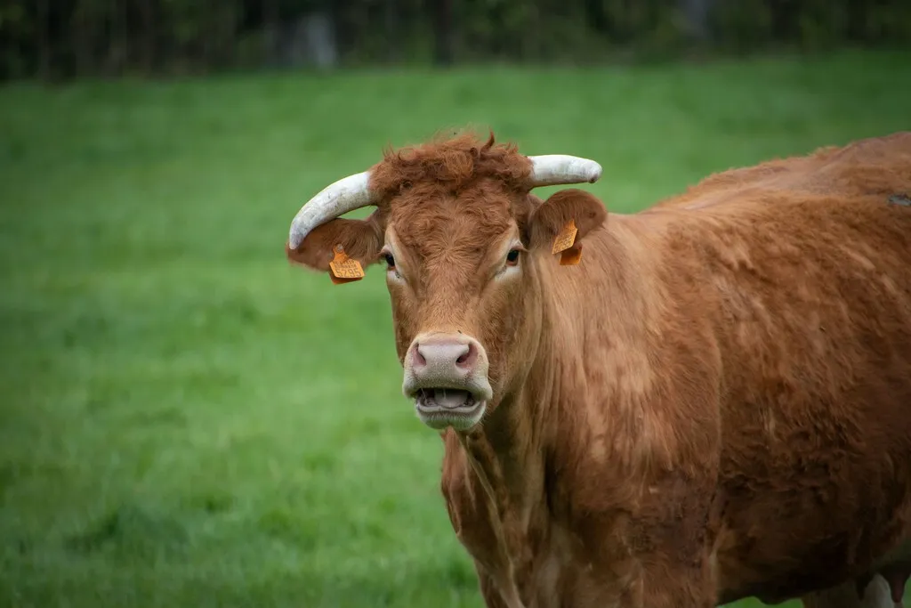 Francia registra la primera muerte humana por el virus shamonda que se creía exclusivo de vacas