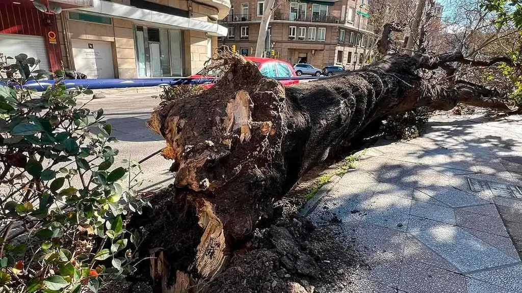 Zaragoza está arrancando árboles como si les tuviera alergia pero Europa acaba de nombrarla Capital Verde Europea