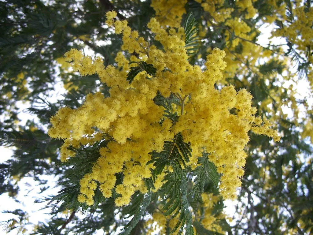 En 1824 este árbol llegó a España para decorar jardines, pero sus flores amarillas esconden al invasor perfecto tras los incendios