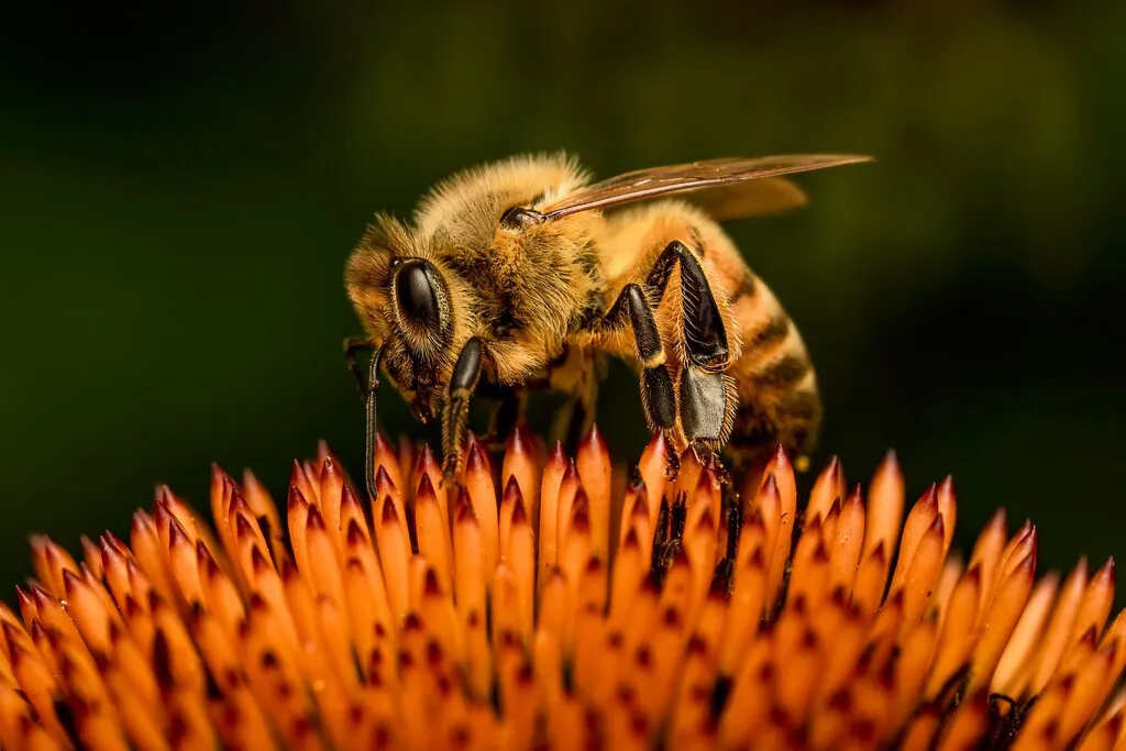 Las abejas europeas han perdido un tercio de su territorio en un siglo. Y el cambio climático no es el principal culpable