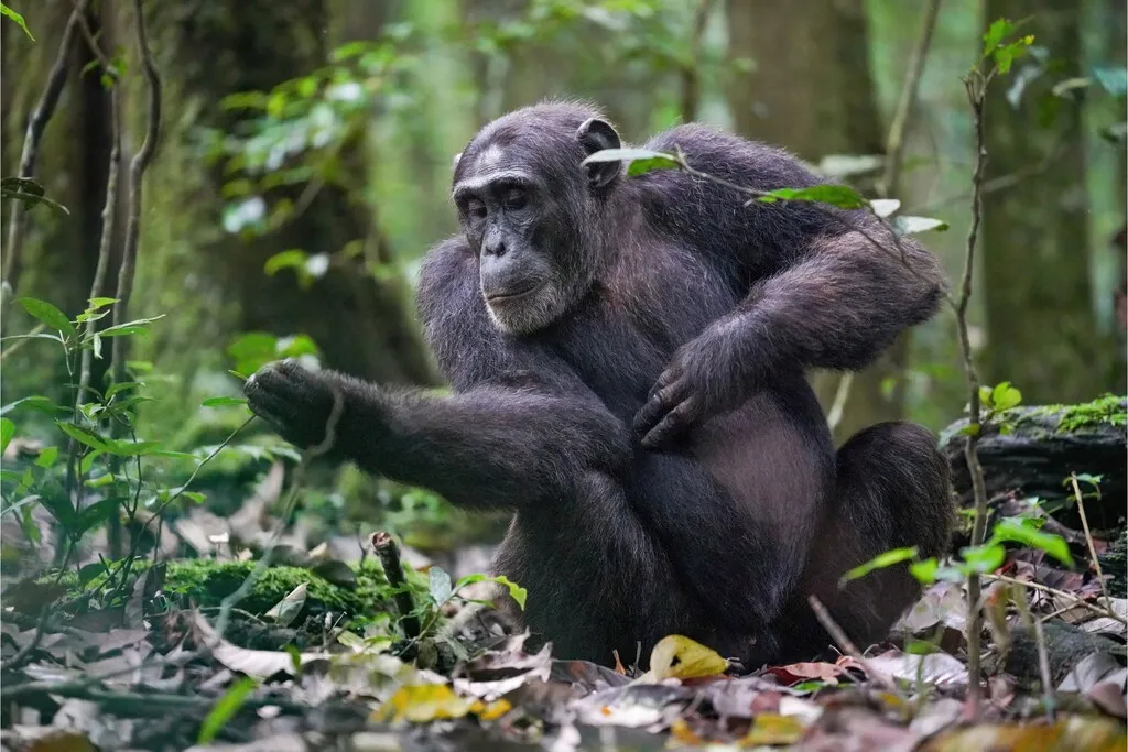 Unos científicos "culpan" a un virus de colarse en el ADN de los chimpancés e impedirles desarrollar un cerebro humano