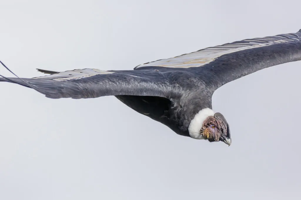 En 1987 los biólogos atraparon al último cóndor libre para evitar su extinción. Hoy sabemos que salvar no basta