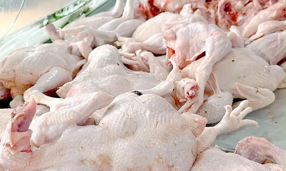Producción nacional fortalece la oferta y favorece precios del pollo desde RD$70 y RD$85