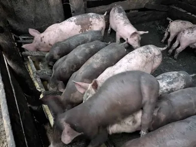 Peste porcina africana: cinco años de vigilancia y pérdidas para los productores dominicanos